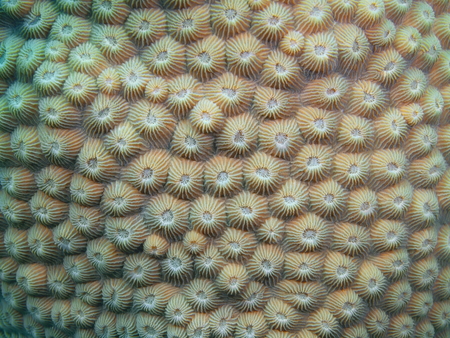 Stone coral, Island Bali, Pemuteranの写真素材