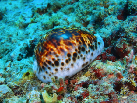 Shell mollusc underwater in an Island in Bali, Pemuteranの写真素材