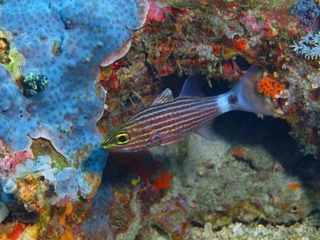 Coral fish, Island Bali, Pemuteranの写真素材