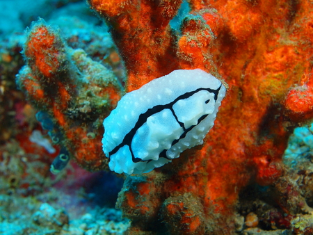 True sea slug, Island Bali, Pemuteranの写真素材