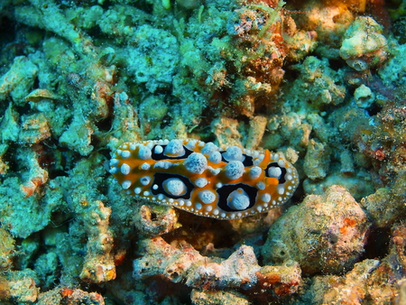 True sea slug, Island Bali, Pemuteranの写真素材