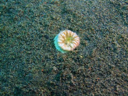 Single coral, Island Bali, Puri Jatiの写真素材