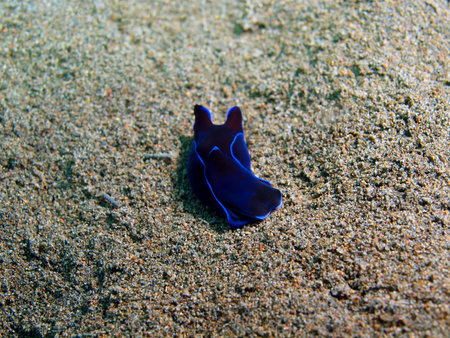 True sea slug, Island Bali, Puri Jati