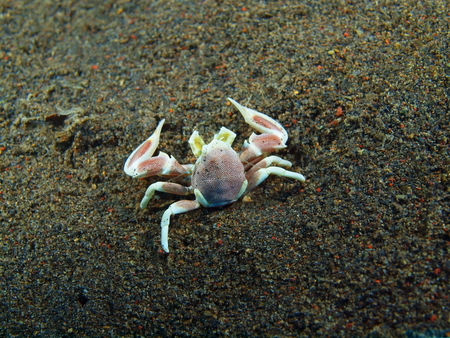 Cleaner crab, Island Bali, Puri Jatiの写真素材