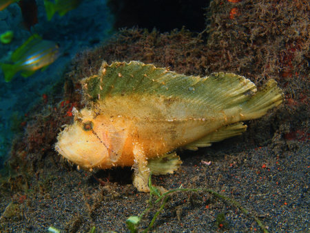 Anglerfish, Island Bali, Puri Jati