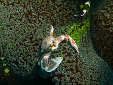 Cleaner crab, Island Bali, Puri Jatiの写真素材