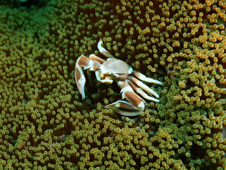 Cleaner crab, Island Bali, Puri Jatiの写真素材