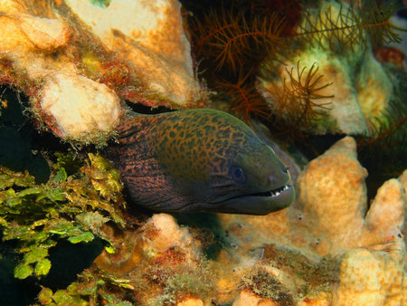 Moray eel, Island Bali, Lovina reef