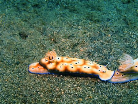 True sea slug, Island Bali, Lovina reefの写真素材