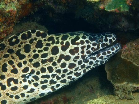 Moray eel, Island Bali, Lovina reef
