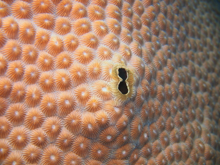 Stone coral, Island Bali, Lovina reefの写真素材