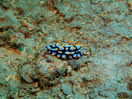 True sea slug, Island Bali, Lovina reefの写真素材