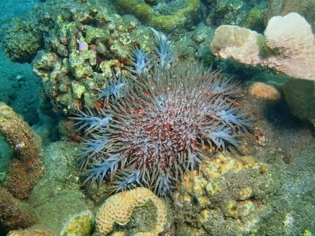 Starfish, Island Bali, Lovina reefの写真素材