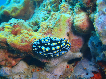 True sea slug, Island Bali, Lovina reefの写真素材