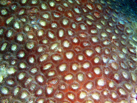 Stone coral, Philippines, Luzon Island, Aniloa