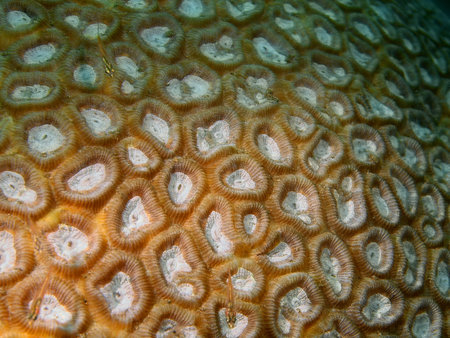 Stone coral, Philippines, Luzon Island, Aniloa