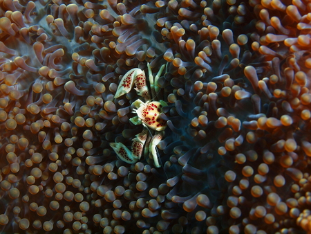 Cleaner crab, Philippines, Luzon Island, Aniloaの写真素材