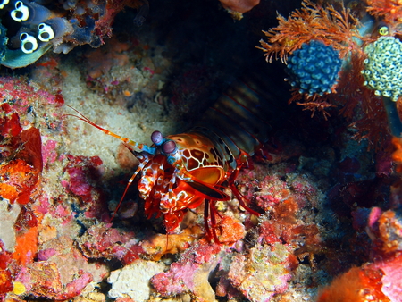 Mantis shrimp, Philippines, Luzon Island, Aniloaの写真素材