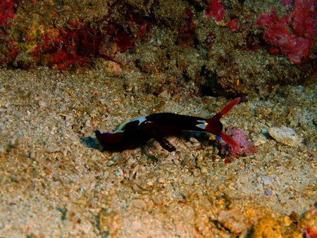 True sea slug, Philippines, Luzon Island, Aniloaの写真素材