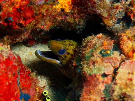 Moray eel, Philippines, Luzon Island, Aniloa