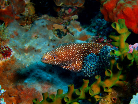 Moray el, Philippines, Luzon Island, Aniloa