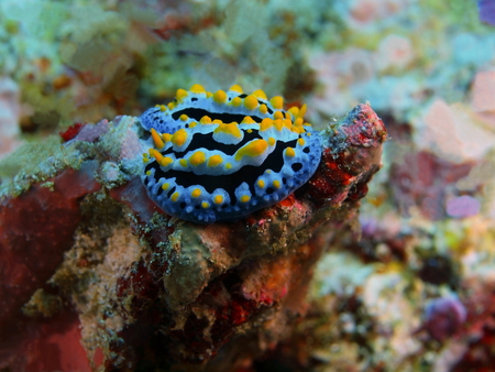 True sea slug, Philippines, Luzon Island, Aniloaの写真素材