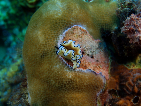 True sea slug, Philippines, Luzon Island, Aniloaの写真素材