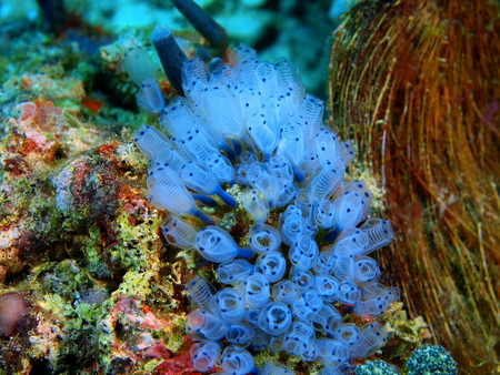 Sea squirts, Philippines, Luzon Island, Anilaoの写真素材