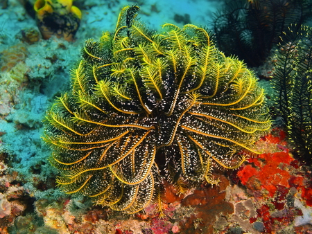 Crinoid, Philippines, Luzon Island, Aniloaの写真素材