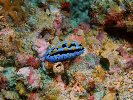 True sea slug, Philippines, Luzon Island, Aniloaの写真素材