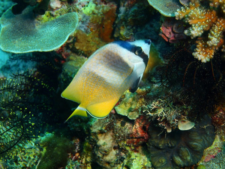 Coral fish, Philippines, Luzon Island, Aniloa