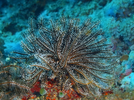 Crinoid, Philippines, Luzon Island, Aniloaの写真素材