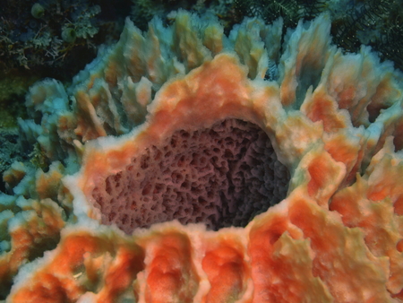 Demosponge, Philippines, Luzon Island, Aniloaの写真素材