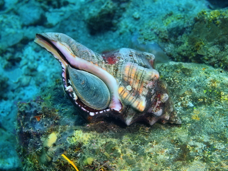 Shell of mollusc, Philippines, Luzon Island, Aniloaの写真素材