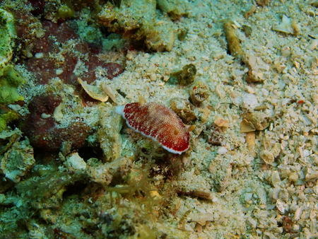 True sea slug, Philippines, Luzon Island, Aniloaの写真素材