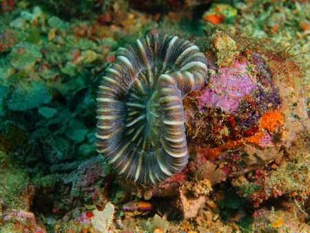 Stone coral, Philippines, Luzon Island, Aniloa