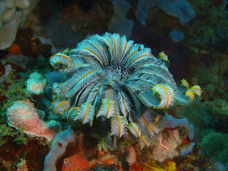 Crinoid, Philippines, Luzon Island, Aniloaの写真素材