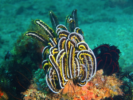 Crinoid, Philippines, Luzon Island, Aniloaの写真素材