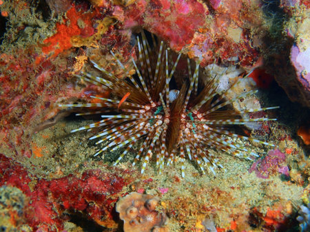 Sea urchin, Philippines, Luzon Island, Anilão