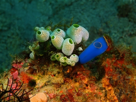 Sea squirts, Philippines, Luzon Island, Aniloaの写真素材