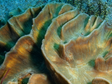 Stone coral, Philippines, Luzon Island, Aniloaの写真素材