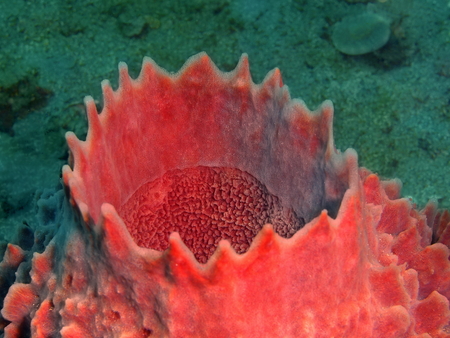 Demosponge, Philippines, Luzon Island, Aniloaの写真素材