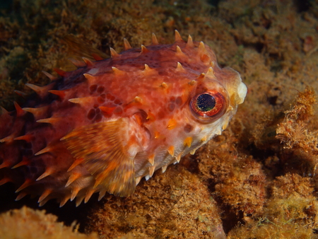 Porcupinefish, Philippines, Luzon Island, Aniloaの写真素材