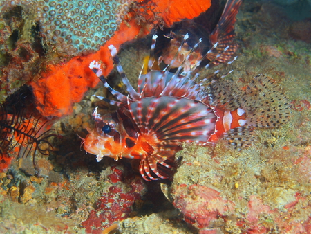 Scorpionfish, Philippines, Luzon Island, Aniloaの写真素材