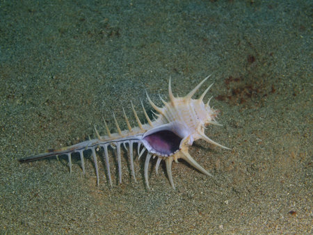Shell of mollusc, Philippines, Luzon Island, Aniloa
