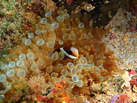 Fish-clown, Philippines, Luzon Island, Aniloaの写真素材