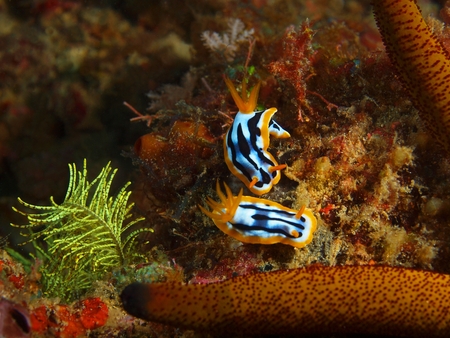 True sea slugs, Philippines, Luzon Island, Aniloaの写真素材
