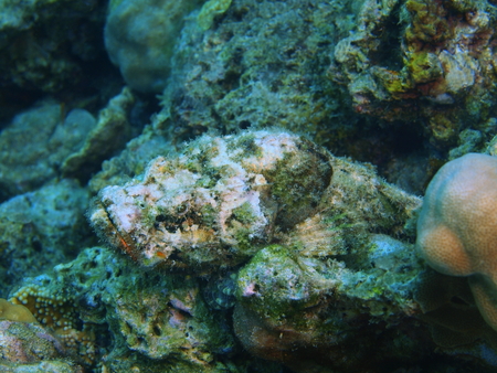 Fishstone, Philippines, Luzon Island, Aniloaの写真素材