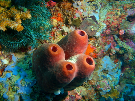 Demosponge, Philippines, Luzon Island, Aniloaの写真素材