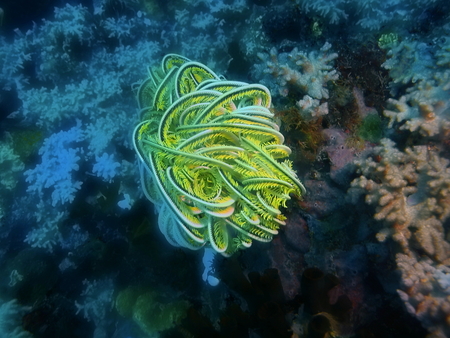 Crinoid, Philippines, Luzon Island, Aniloaの写真素材
